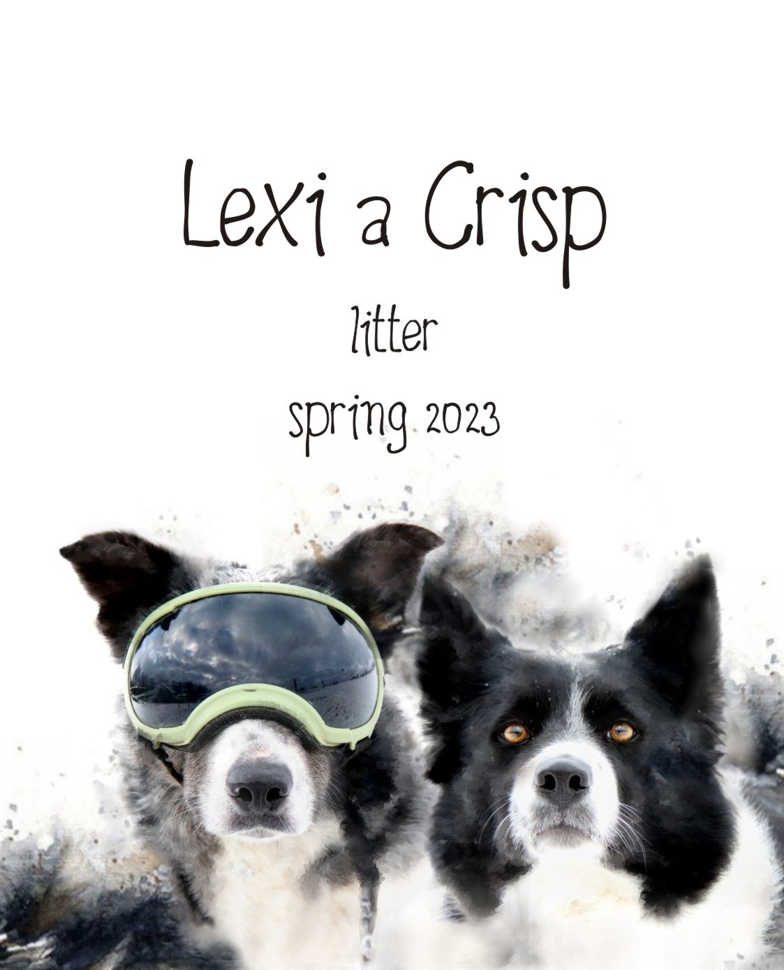 Litter_2023 Litter_2023